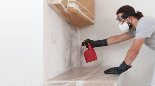 Professional Black Mold Removal technician working in Green Village, NJ