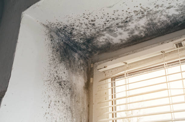 Affordable Black Mold Removal solutions in Green Village, NJ